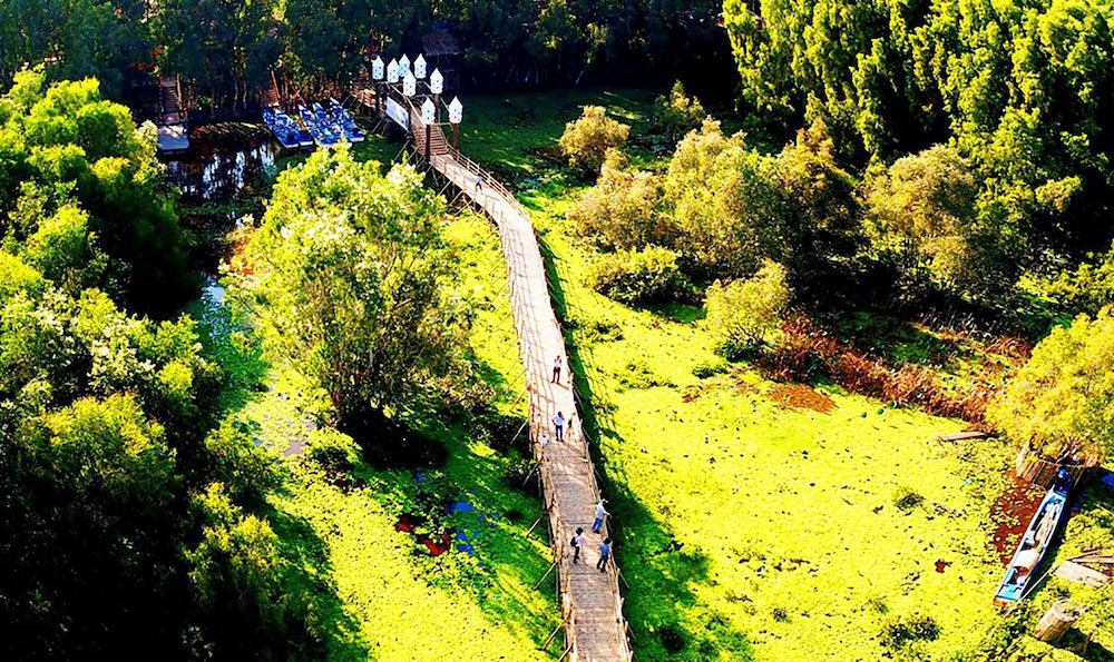 Tra Su Cajuput Forest Bamboo Bridge