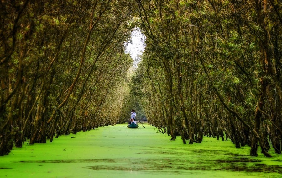 Pristine waterways in Tra Su Cajuput Forest