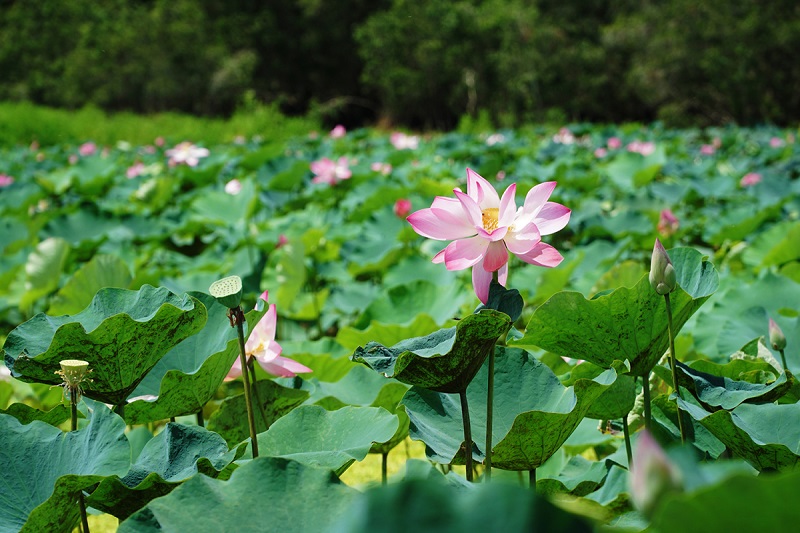 Lotus lake in Tra Su Forest